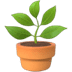 :potted_plant: